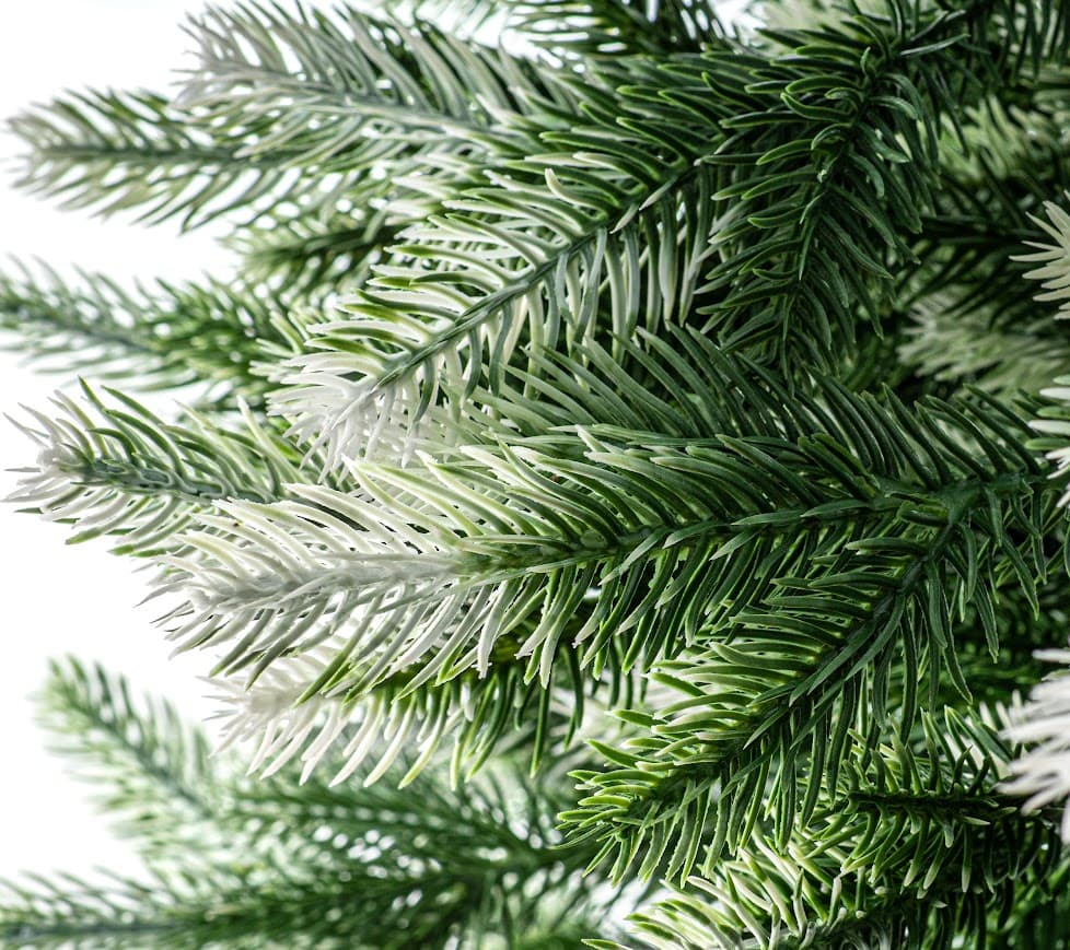 Świerk Królewski Fros CHA07