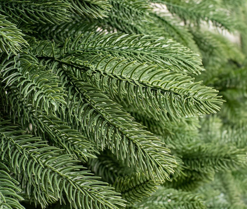 Świerk Królewski Classic CHA08