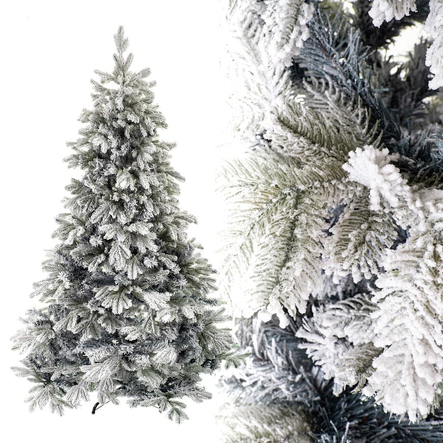 Jodła Królewska Ośnieżona  – Winter Crystal CHA02