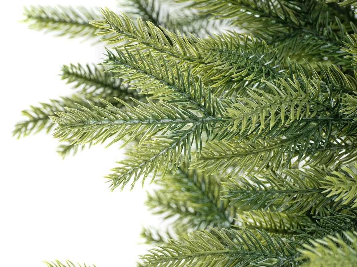 Świerk Królewski Aurora – jasnozielone końcówki CHA10