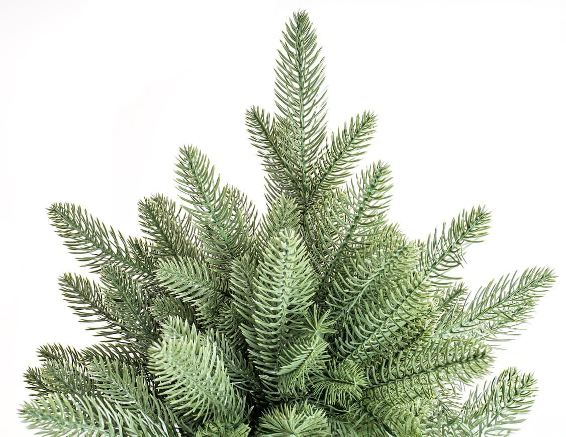 Świerk Królewski Imperial CHA11