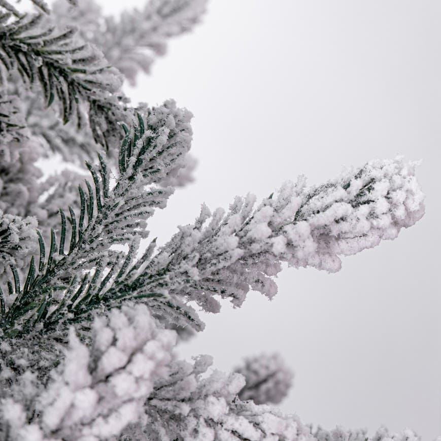 Jodła Królewska SnowCloud CHA12