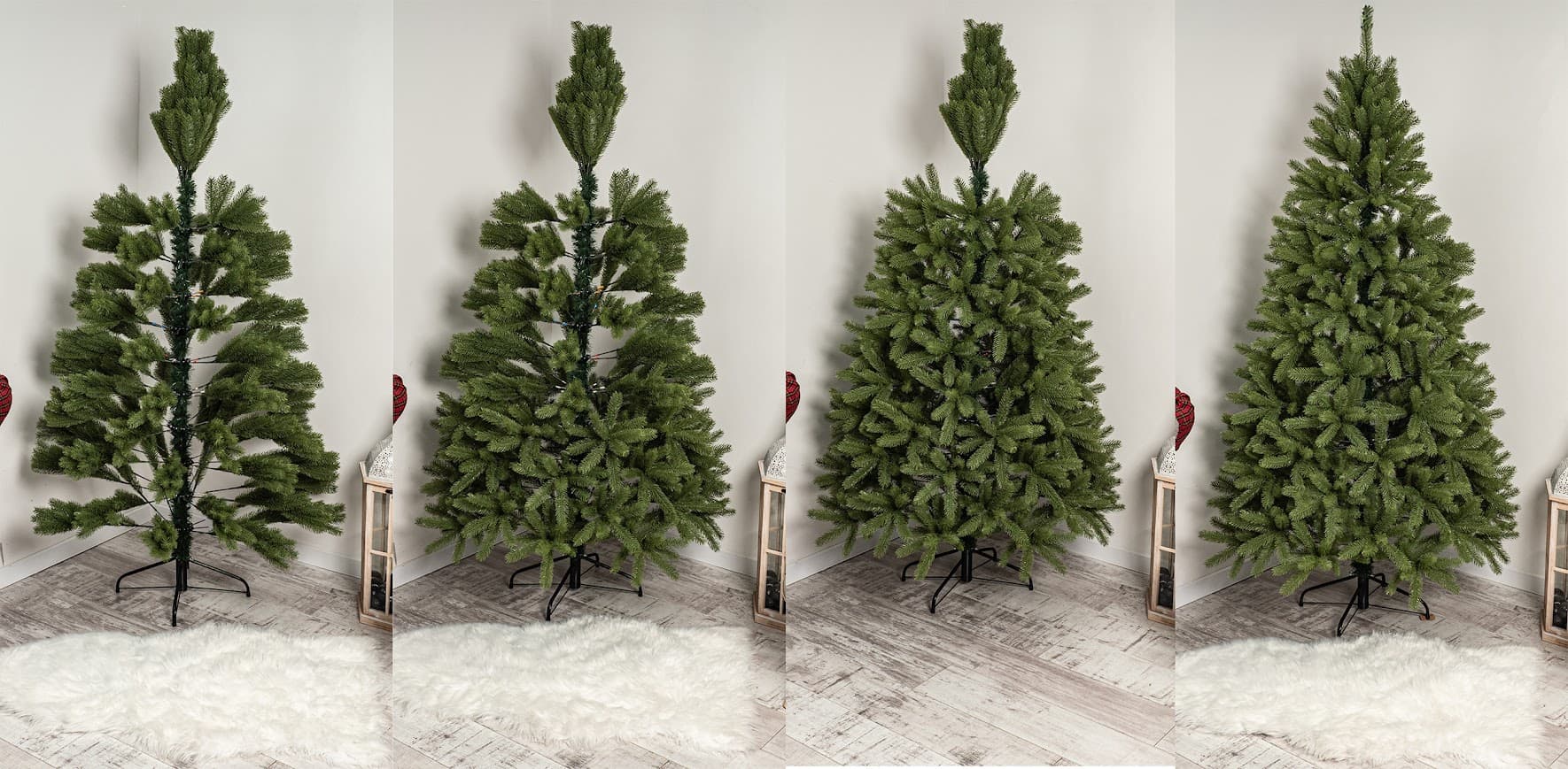 Świerk Królewski Verde CHA09