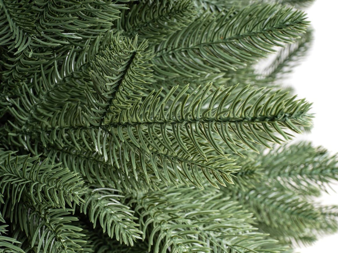 Świerk Królewski Imperial CHA11