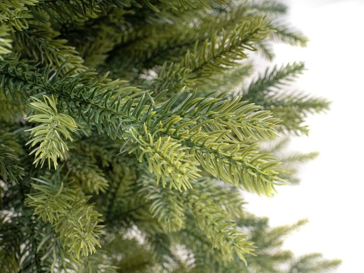 Świerk Królewski Aurora – jasnozielone końcówki CHA10