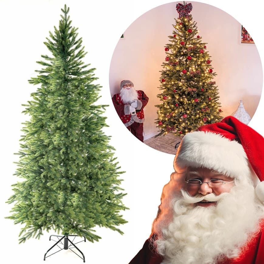 Świerk Królewski Aurora – jasnozielone końcówki CHA10