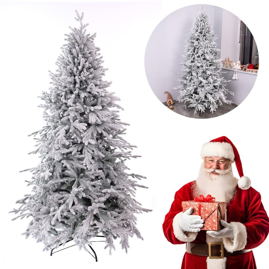 Jodła Królewska SnowCloud CHA12