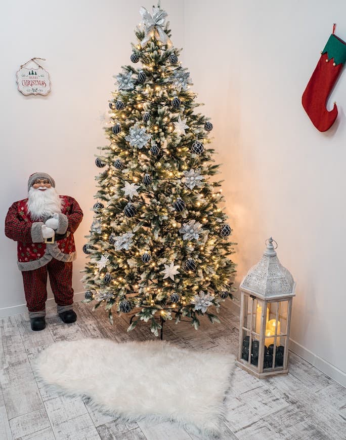 Świerk Królewski Fros CHA07