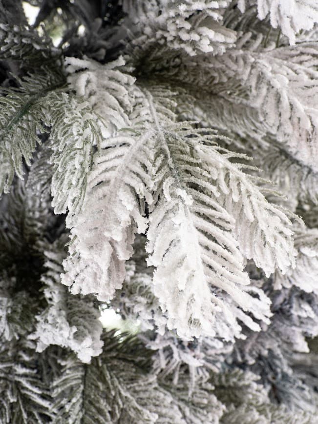 Jodła Królewska Ośnieżona  – Winter Crystal CHA02