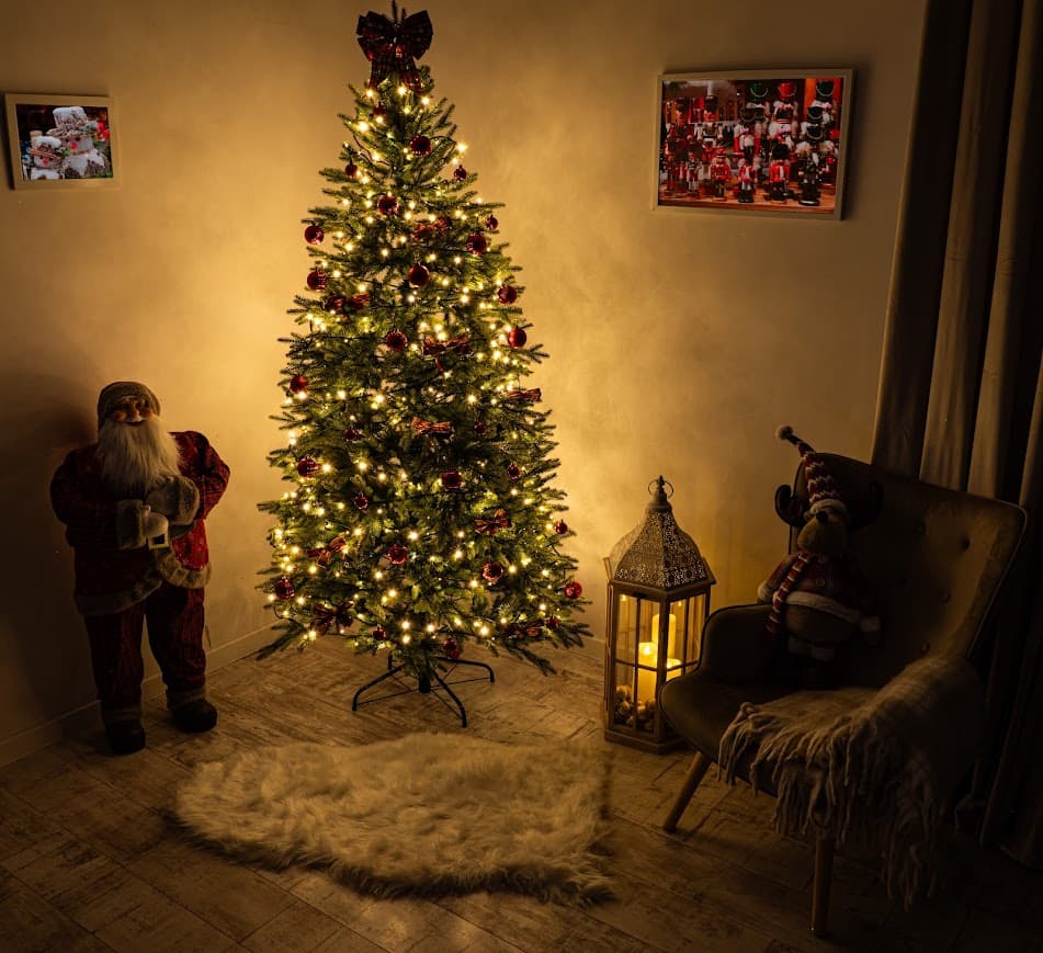 Świerk Królewski Aurora – jasnozielone końcówki CHA10