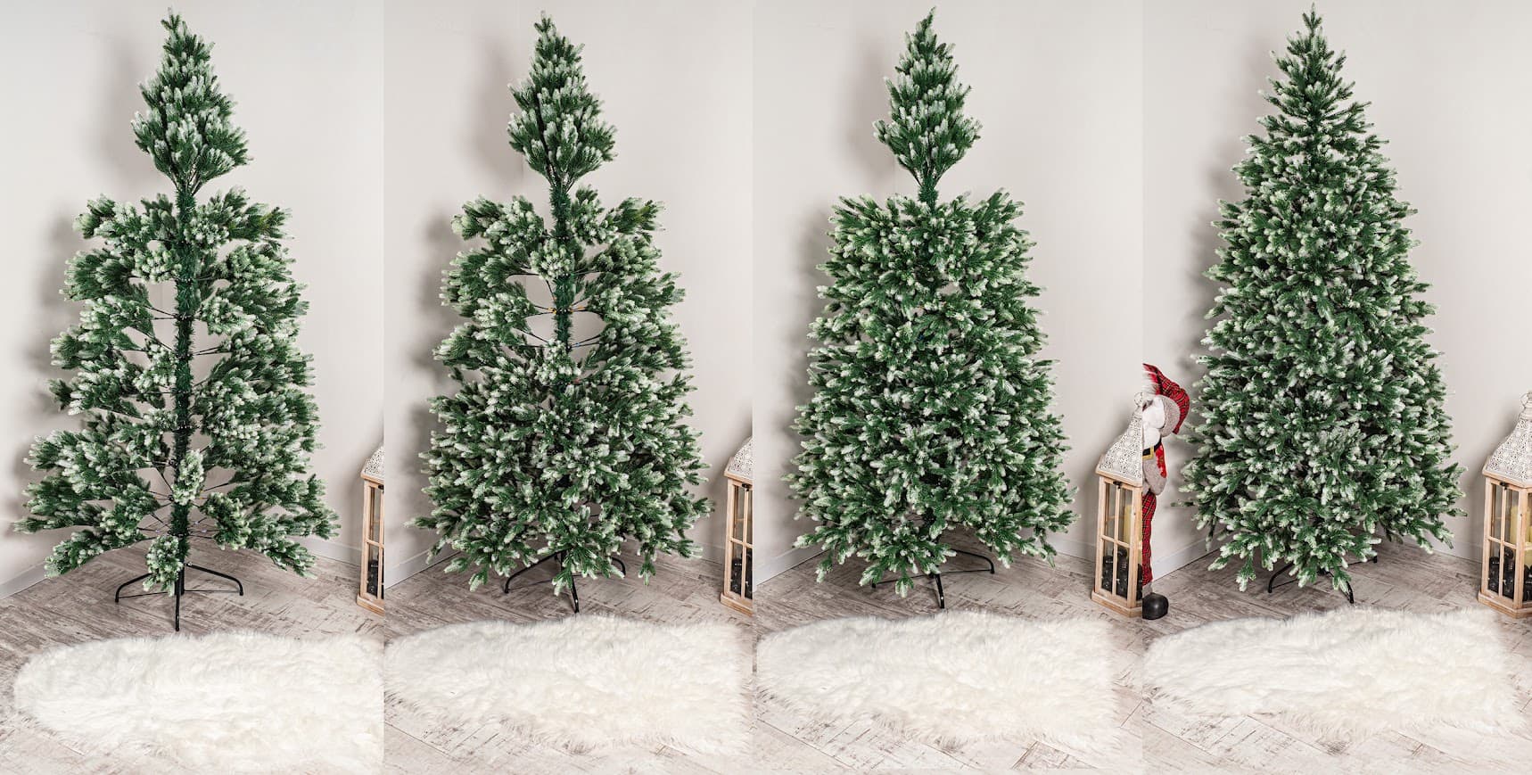 Świerk Królewski Fros CHA07