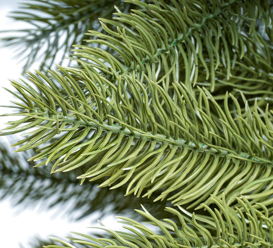 Świerk Królewski Verde CHA09