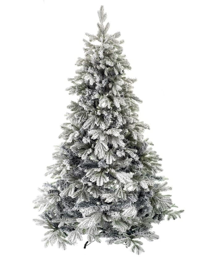 Jodła Królewska Ośnieżona  – Winter Crystal CHA02