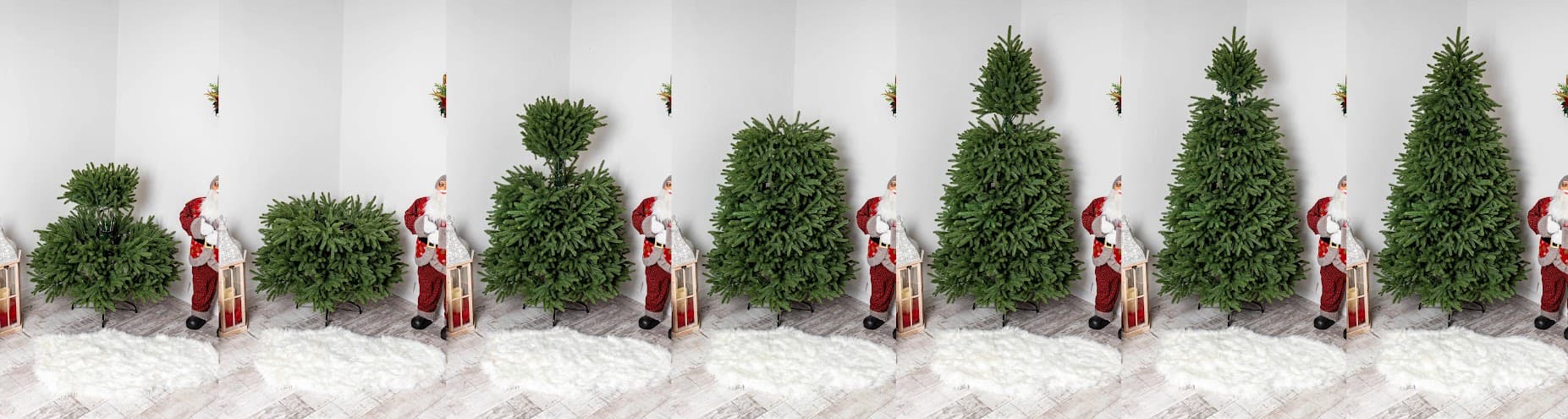 Świerk Królewski Classic CHA08