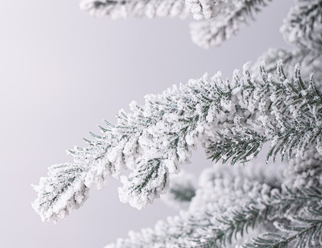 Jodła Królewska SnowCloud CHA12