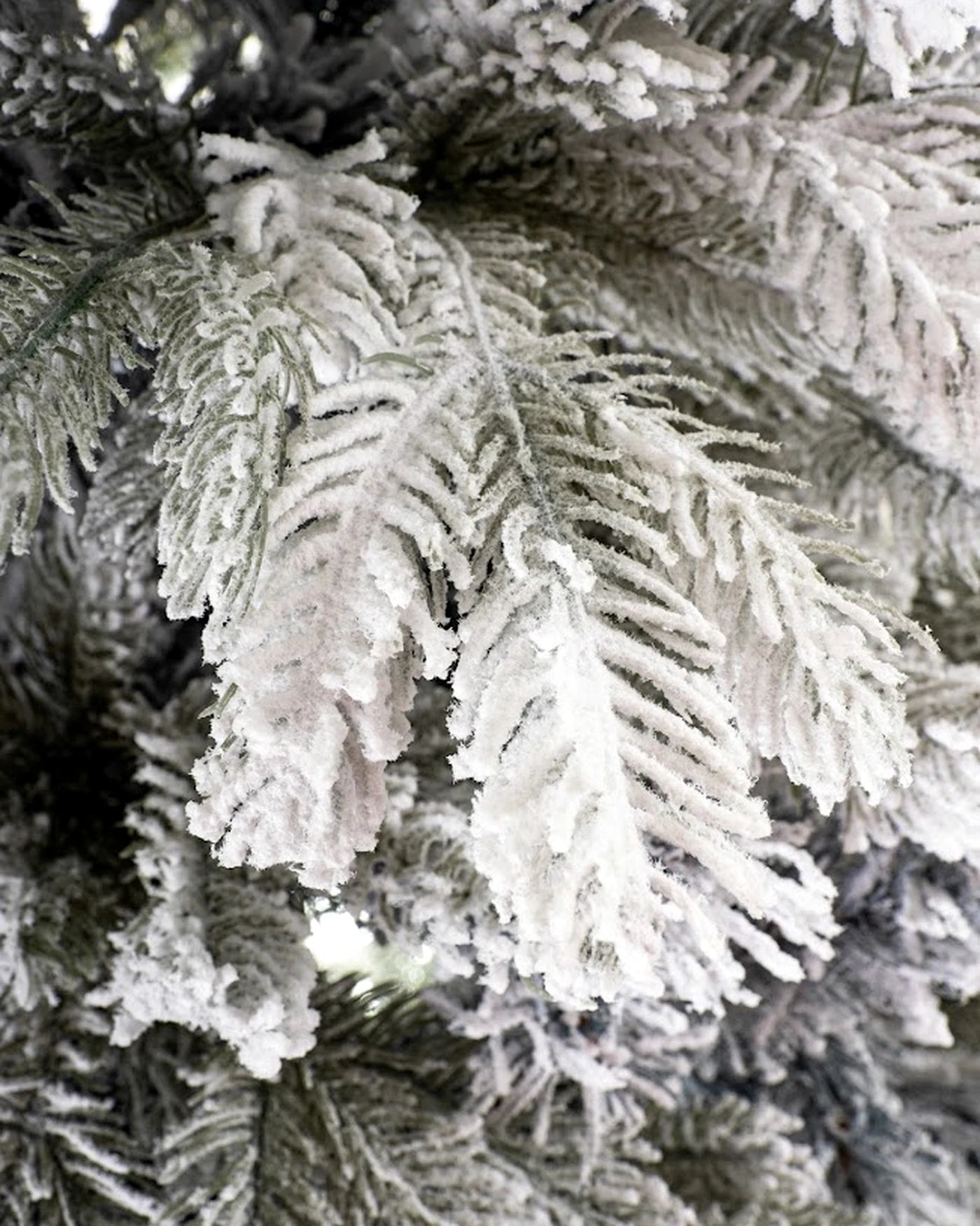 Zbliżenie ośnieżonych gałązek choinki Winter Crystal CHA02